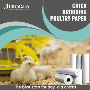 Chick Brooding Poultry Paper